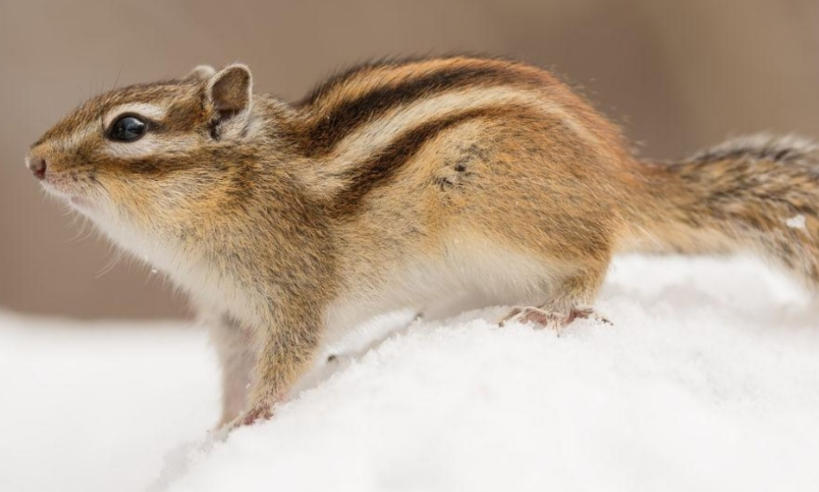 北京盛思克安防科技有限公司轮播图3