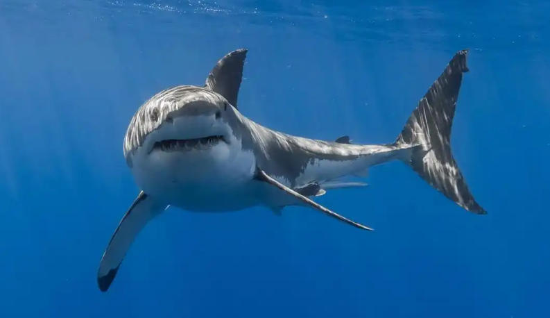 北京盛思克安防科技有限公司轮播图2